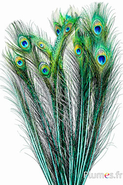 Pfau blau - 60-70 cm - jade